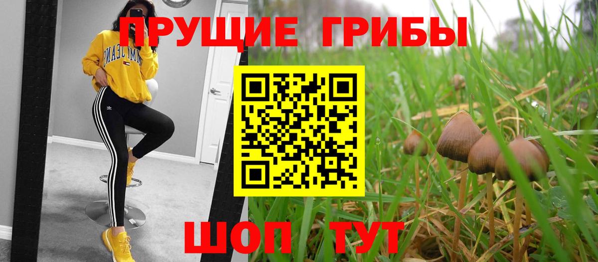 Псилоцибиновые грибы GOLDEN TEACHER  сколько стоит  Вход с VPN  Котовск  Псилоцибиновые грибы прущие грибы 